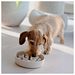 District 70 Slow Feeder Merengue