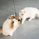 D&D I Love Happy Cats Navulset Connor Helix 3 st