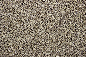 Zonnepitten Gepeld <br>4 kg