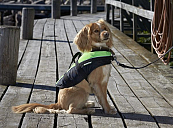 Baltic Hondenzwemvest Mascot Groen/Zwart