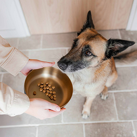 District 70 Voer- en Drinkbak Royal Gold