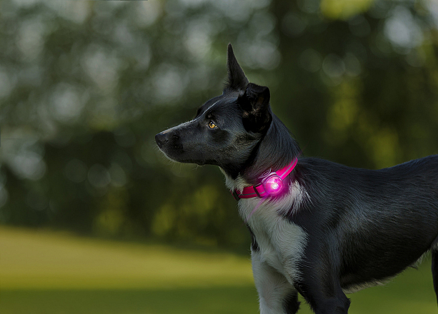 Orbiloc Safety Light Dog Dual roze