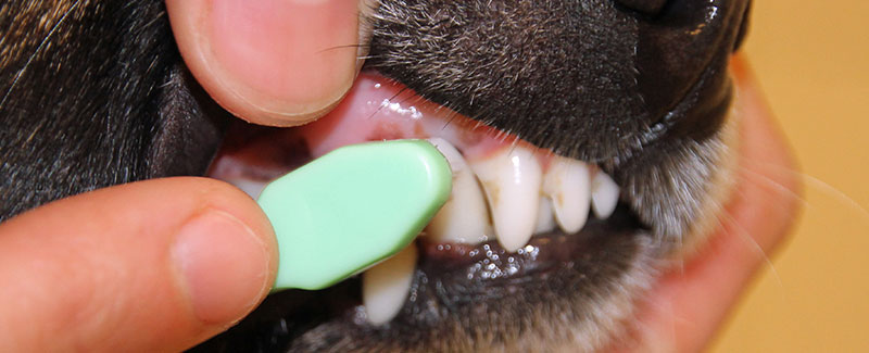 Tandenpoetsen bij uw hond of kat