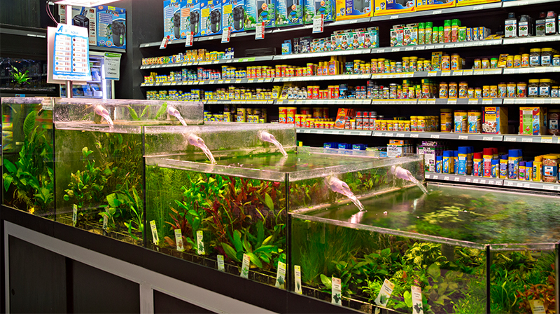 Woud Vertrouwen op biologisch Aquariumwinkel in Kaatsheuvel en Vught