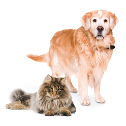 Artrose bij hond en kat