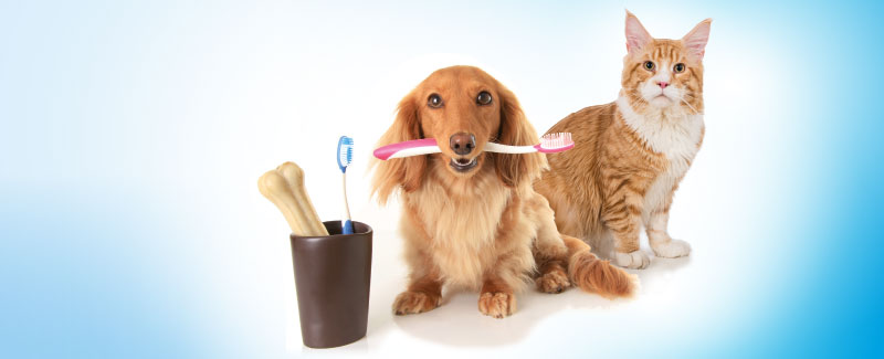 Gebitsproblemen bij hond en kat - intro