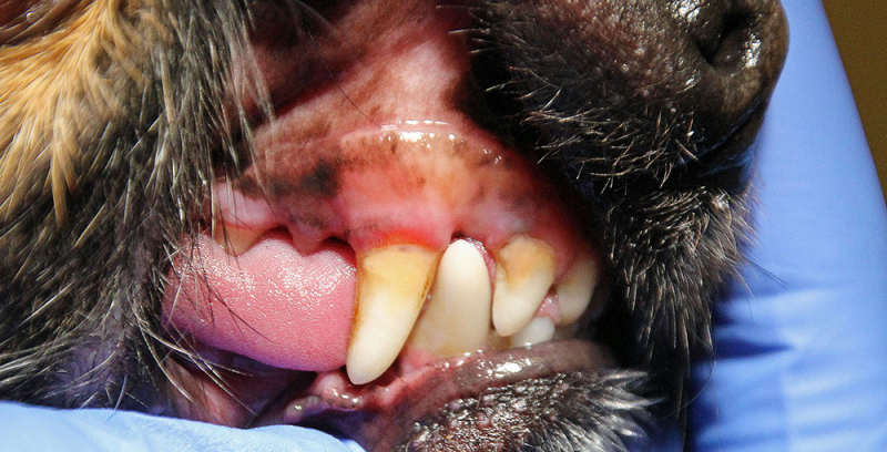 Foto tandsteen hond