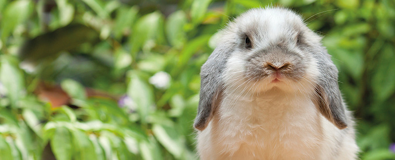 Nieuw vaccin voor konijnen